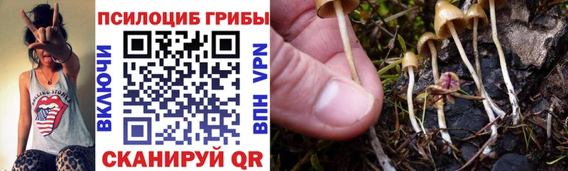 сайты даркнета телеграм  Нижний Тагил  Галлюциногенные грибы Cubensis 
